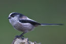 Long Tailed Tit